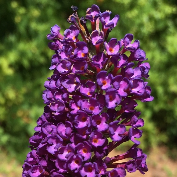 Meet the Artisan, Jo Allyn - Picture 6 of 15